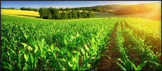 Programmes & Schemes for Agriculture in India