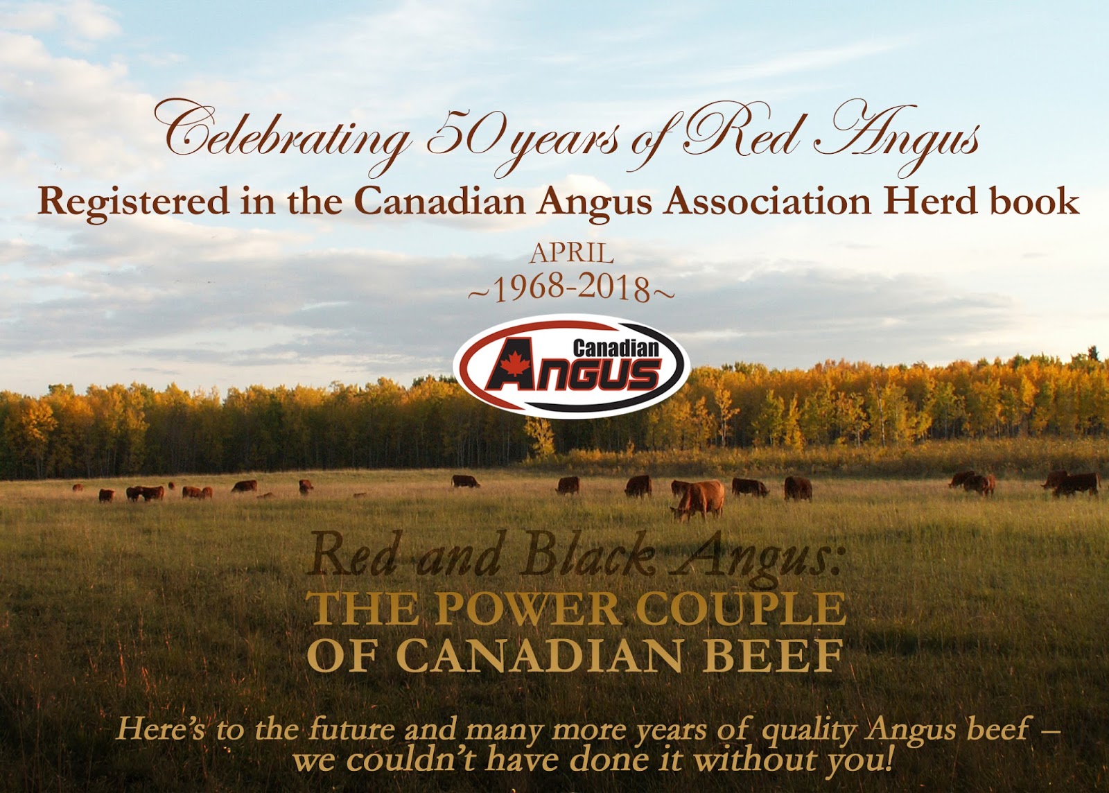 Canadian Angus Association Blog: Celebrating 50 Years of Red Angus ...