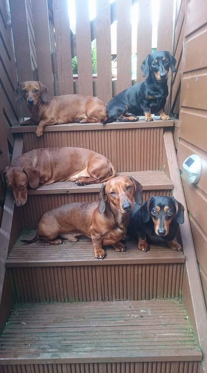 A Teenager Got An Adorable Shot Of His 16 Dachshunds After A Friend Told Him It’s Impossible