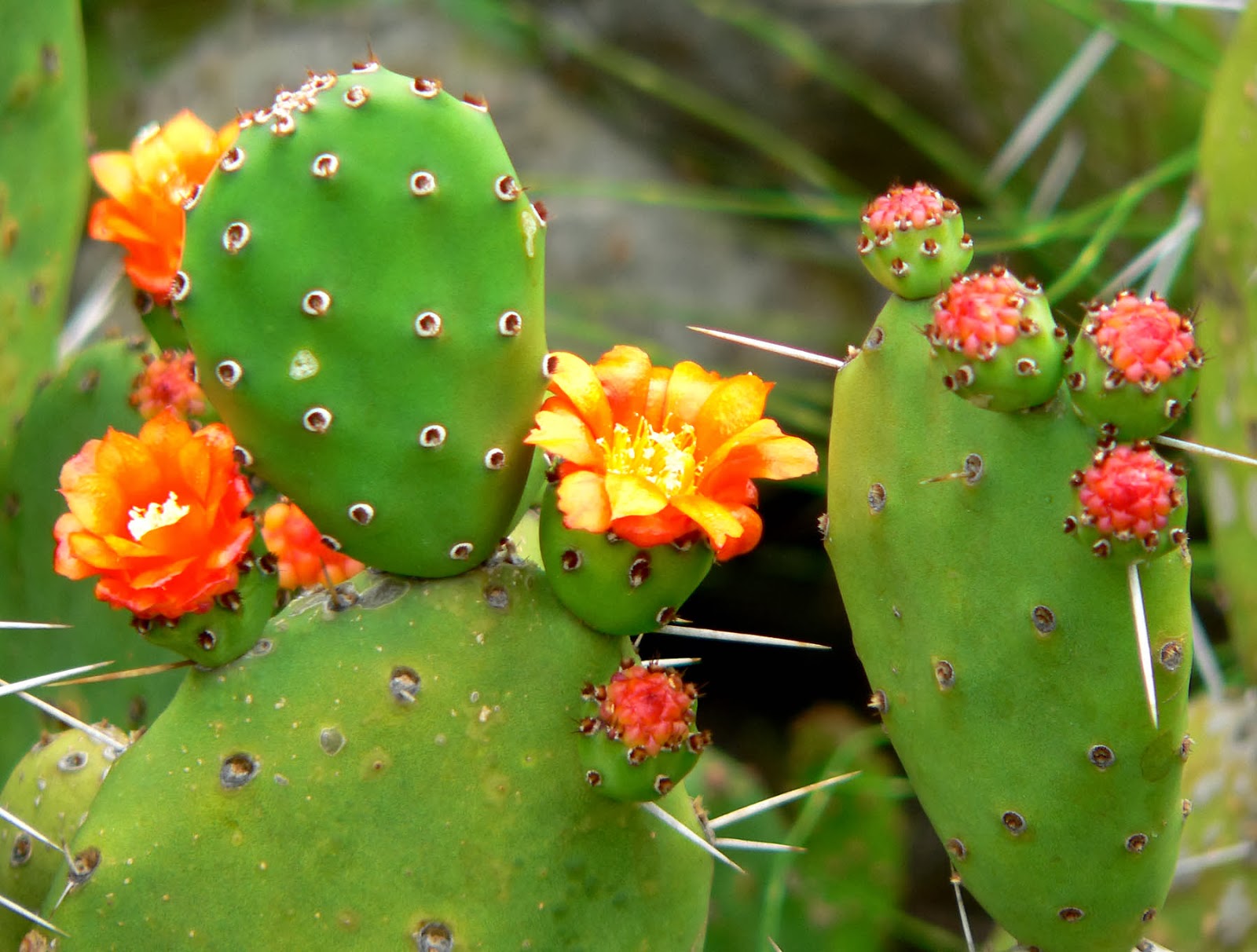 ประโยชน์ ของแคคตัส หรือที่เรียกว่า กระบองเพชร ( The benefits of cactus