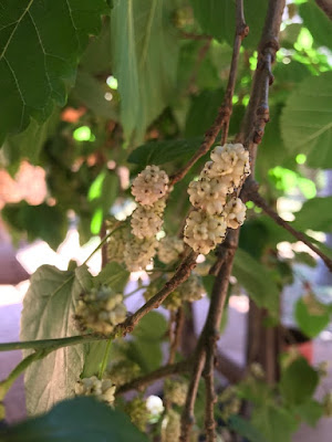 photograph, white mulberries, morus alba tree