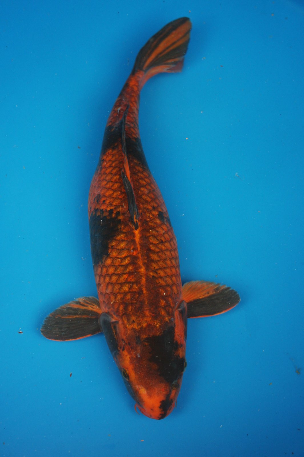 The Blackwater Blog Unique and rare koi for sale Two year olds