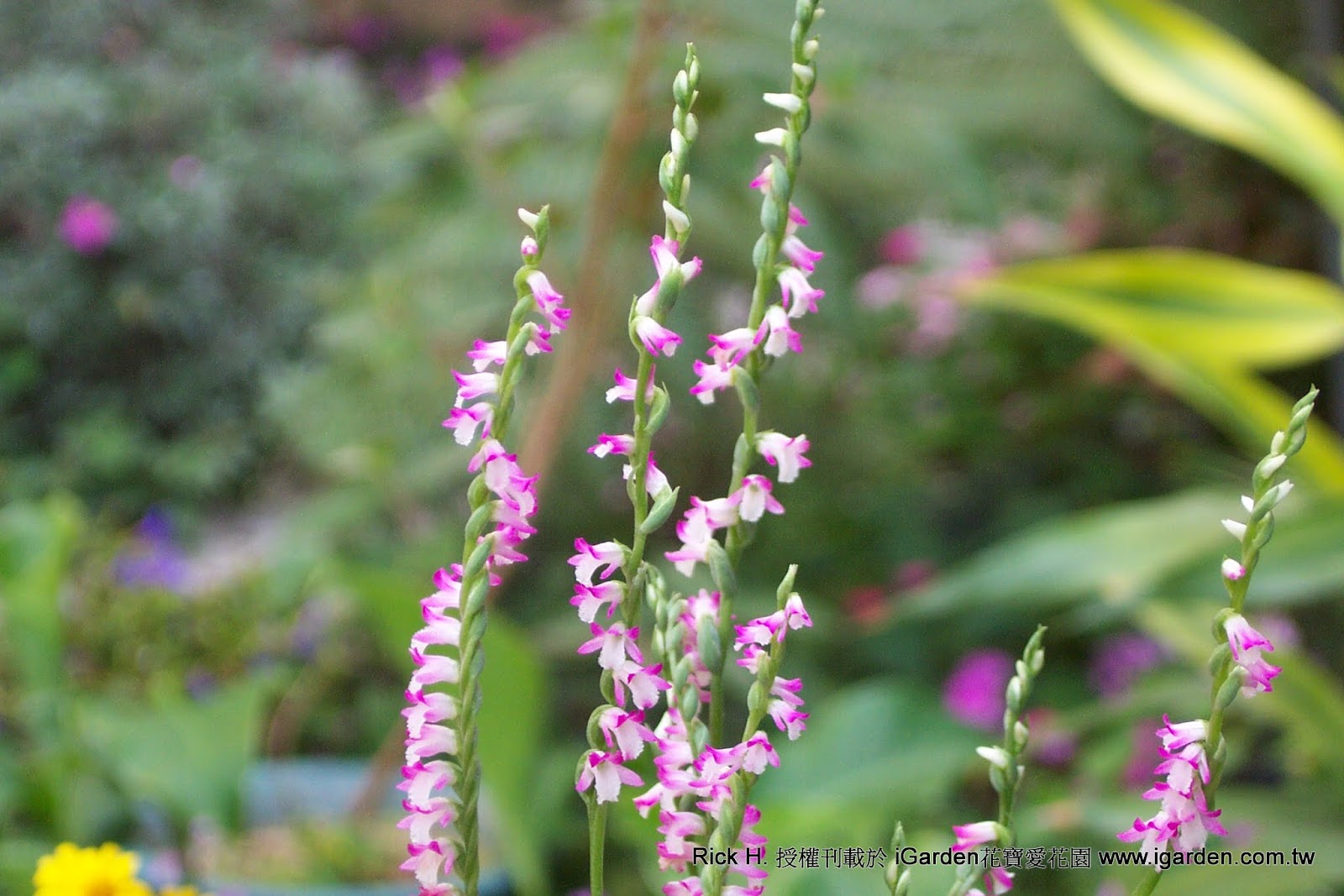 綬草- 身邊的植物、野草- 生機農園- 賽嘉之翼- Powered by Discuz!