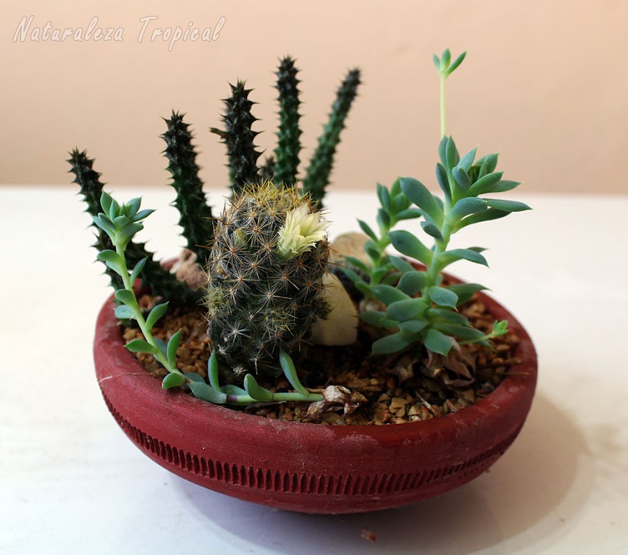 Arreglo de plantas suculentas en una pequeña maceta de barro