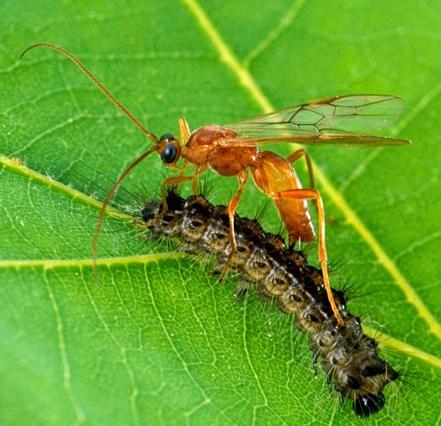 parasitic wasp attacking brown caterpillar