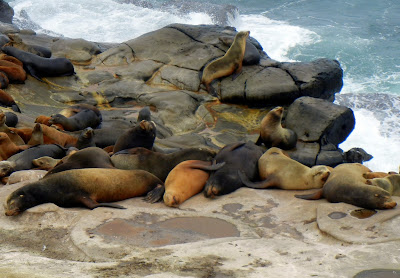Seals getting some sunshine