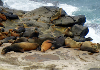 Seals getting some sunshine Seals getting some sunshine