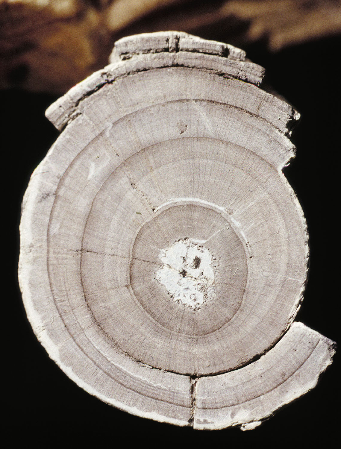 daily timewaster Coal and plant fossils in Antarctica