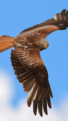 falcon flying hq iphone