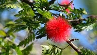 CUBAN FLOWER