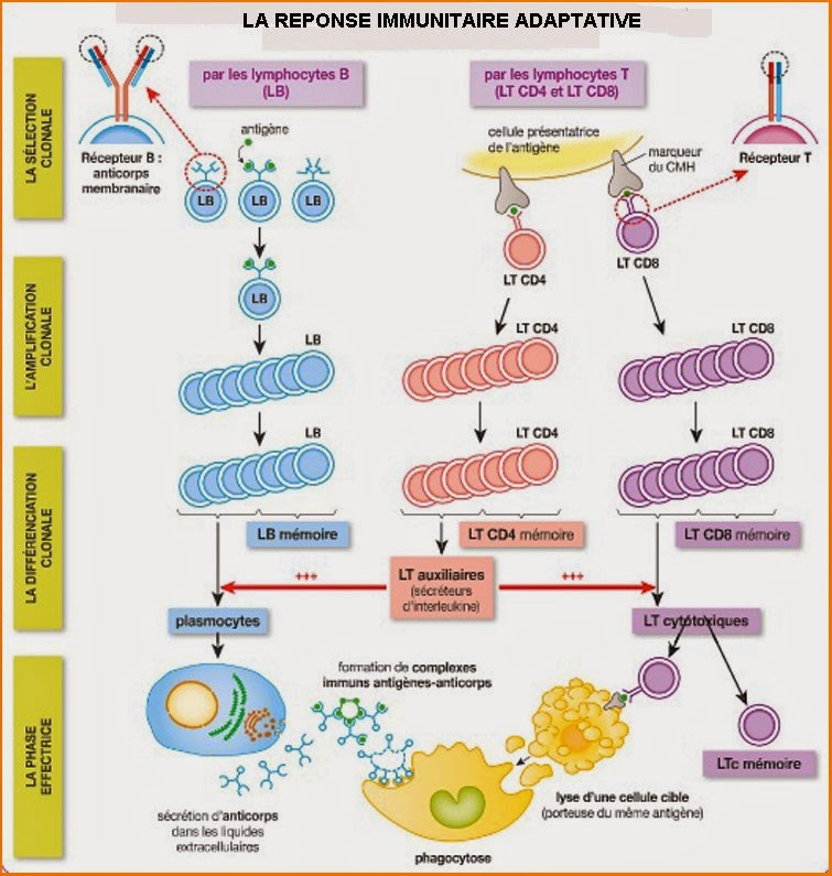 Réponse immunitaire  Dr.Benachour (Constantine) ~ COURS de la pharmacie