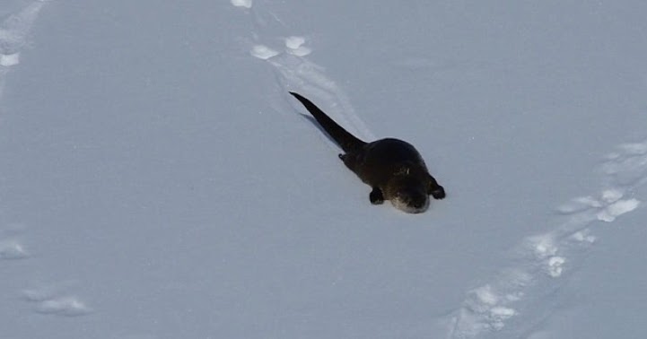 White Wolf : Playful otter slides down a snowy hill at Yellowstone Park