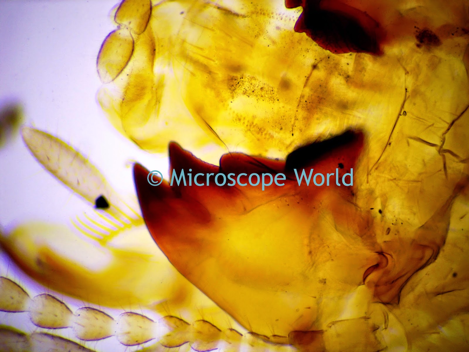 Ant captured under a student microscope at 100x