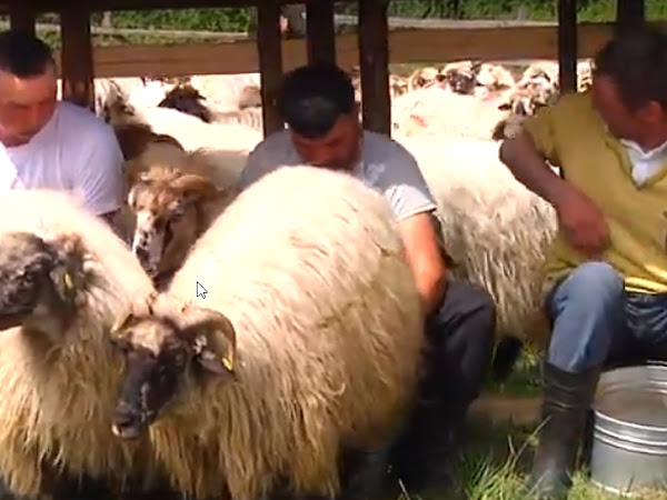 Masuratul oilor in Tinutul Padurenilor