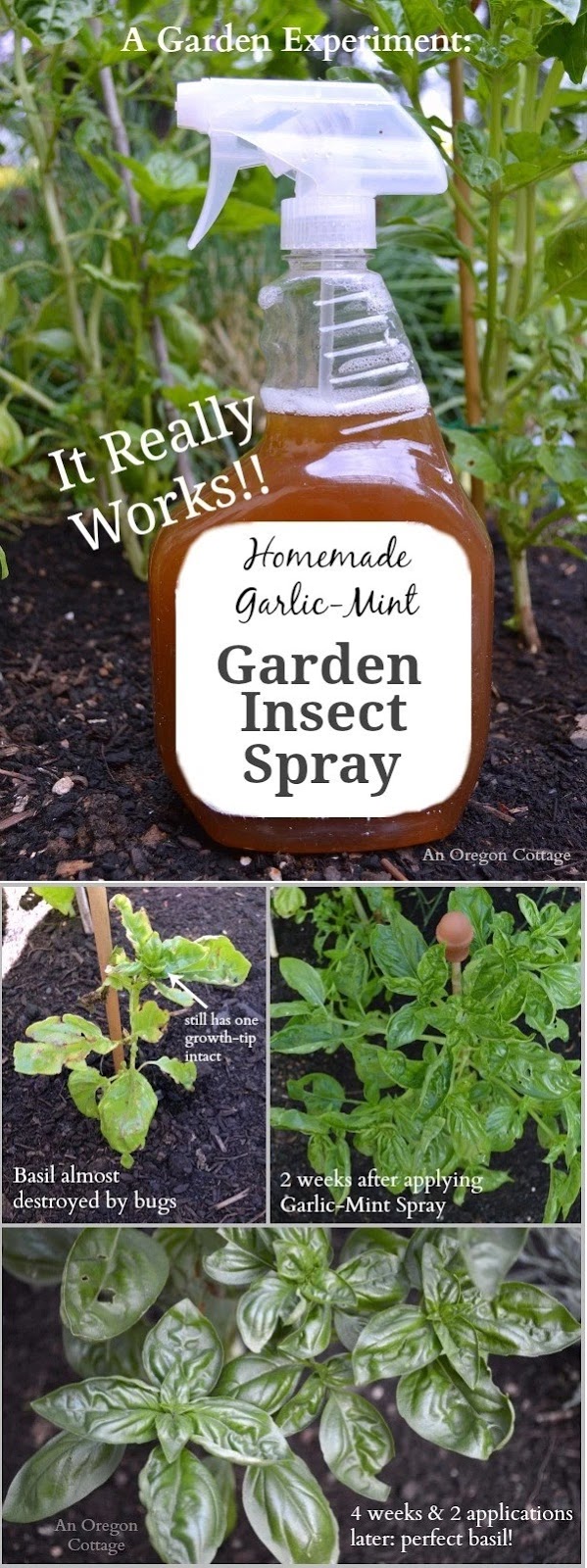 Homemade GarlicMint Garden Insect Spray garden favorite