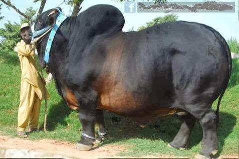 funter cow qurbani funter cow qurbani
