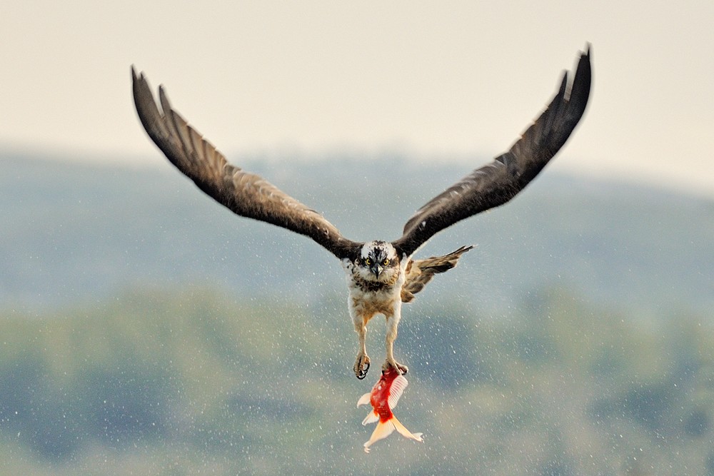 Птица капец картинки