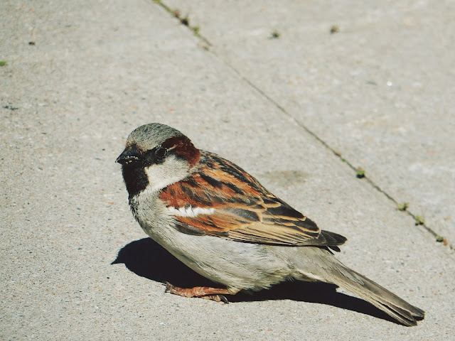 Olen snakkara pakkara