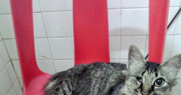 ♥Corat Coret Nusha ♥: Cara ajar kucing kencing dah berak dalam bilik air