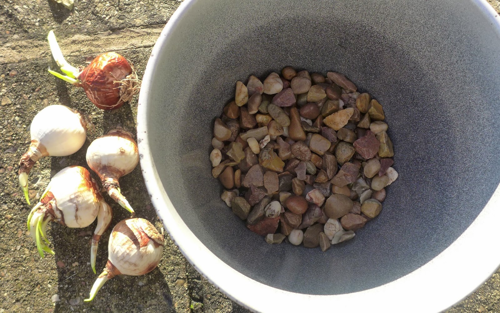 Basicallyitsgrowing Growing narcissus in pebbles