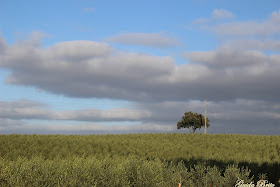 Olivais superintensivos de Beja