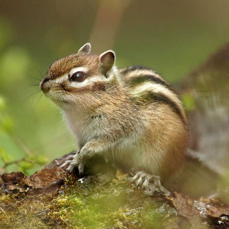 Todo 18+ Foto animal nacional de corea del norte Mirada tensa Todo 18+ Foto animal nacional de corea del norte Mirada tensa