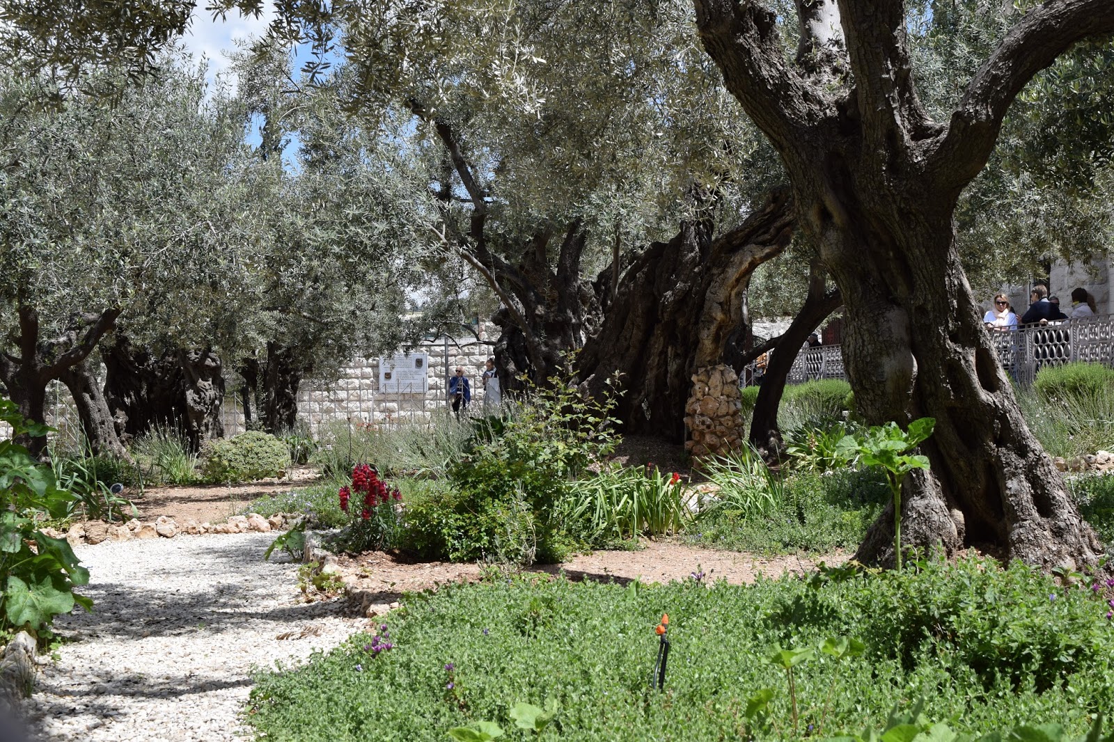 Spur & Sparkle The Garden Of Gethsemane