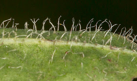 Leaf hairs of Lesser Hawkbit, Leontodon saxatilis.  Ashdown Forest, 17 August 2012.