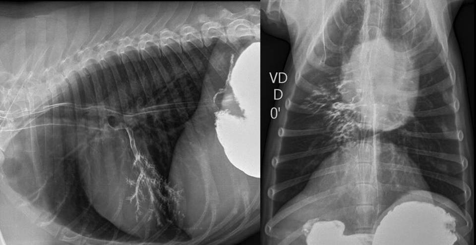 Pneumonia aspirativa em caes Clearance