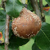 Monilioza - Putregaiul brun sau Mumifierea fructelor