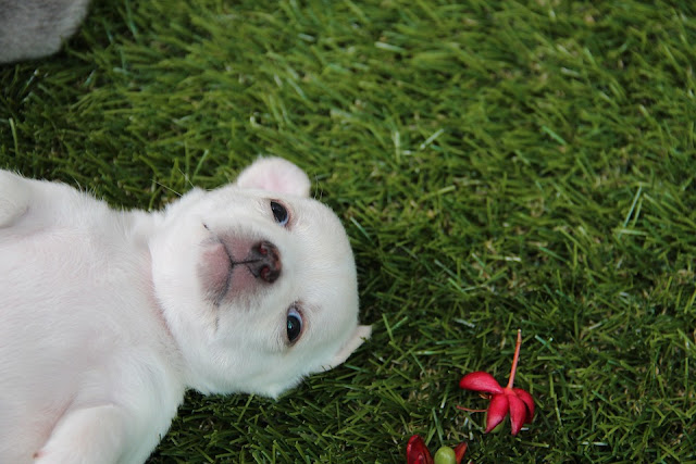 Top 100+ Hình ảnh chú chó dễ thương & Kute đáng yêu nhất năm