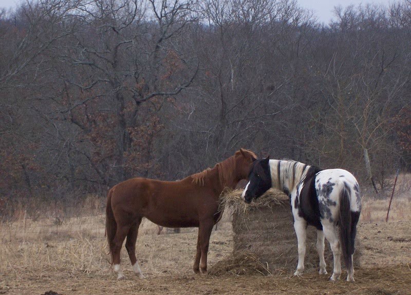 How To Feed A Round Bale of Hay with Less Waste Oak Hill Homestead
