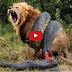 Lion VS Giant Anaconda Snake - best Real Fight