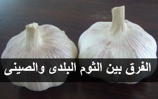 الثوم Garlic