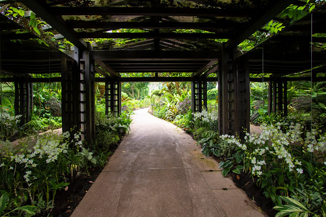 National Orchid garden-Botanic gardens-Singapore