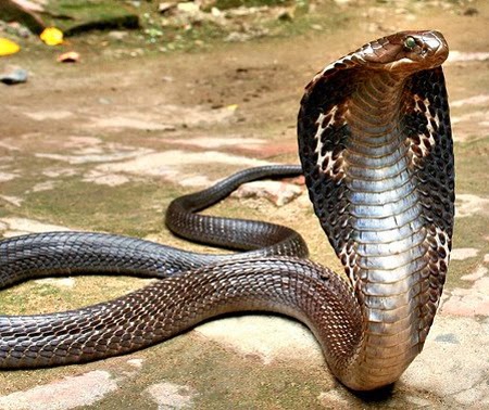 tips mencegah ular masuk rumah