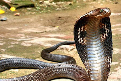Tips mencegah ular masuk rumah