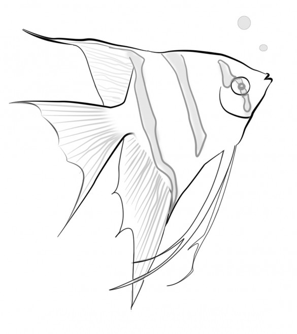 Kumpulan Gambar Mewarnai Hewan Laut Lengkap Ikan Pari