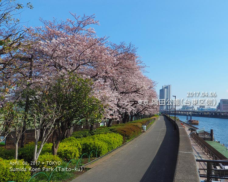 隅田公園の桜（台東区側）