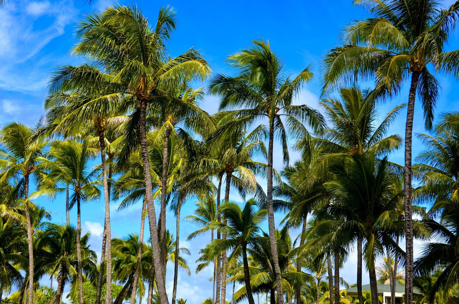 waikiki palm trees