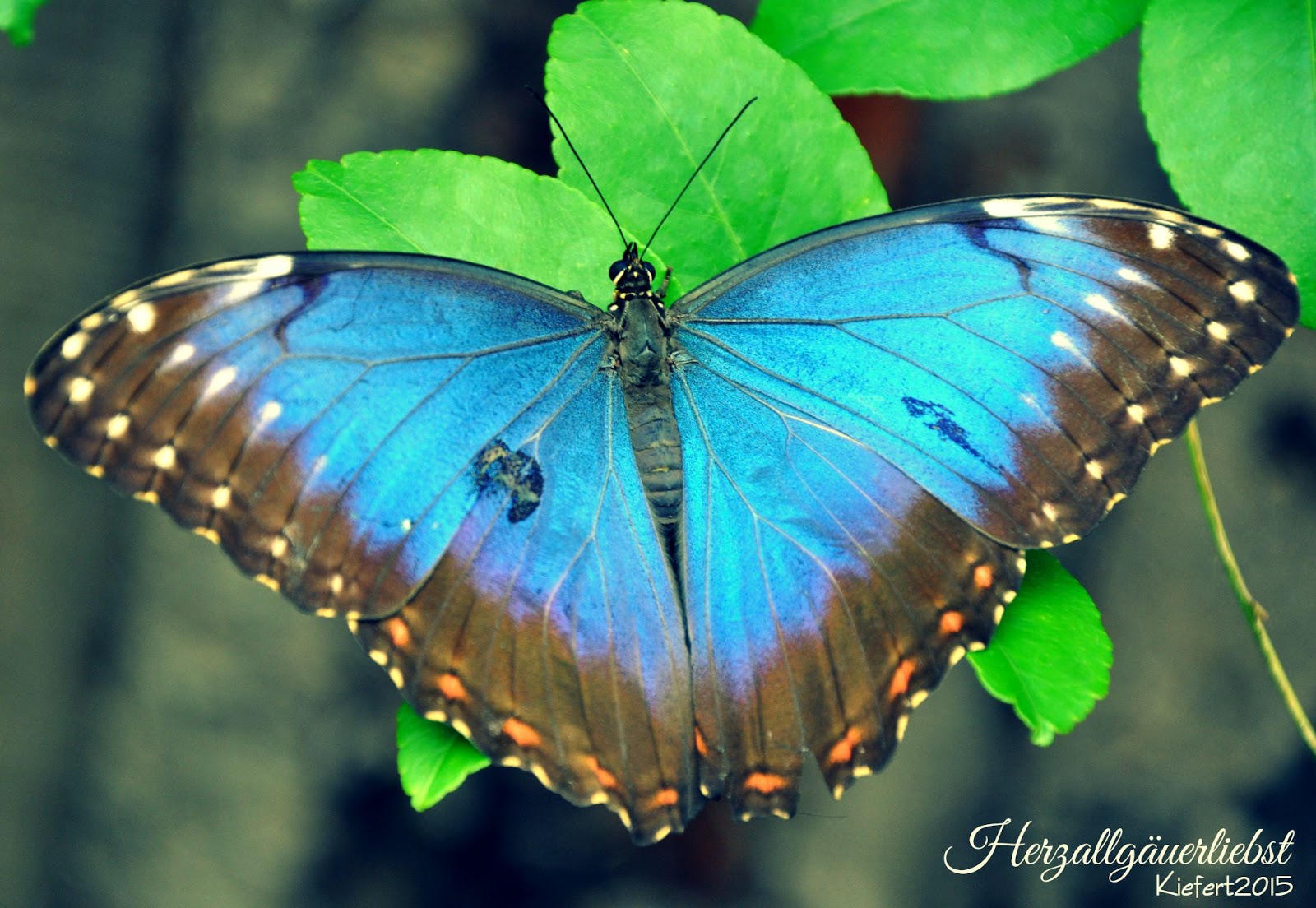 Herzallgauerliebst Viehscheid Auf Der Alpe Derb