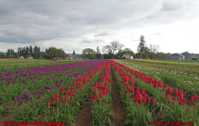Oregon Woodburn Tulip Festival