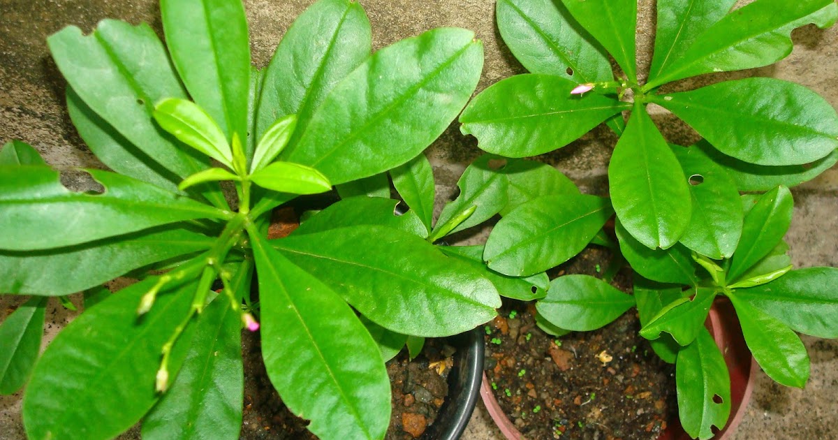 Keralaponics Water leaf (Ceylon spinach)