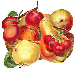 printable botanical fruit artwork fruit botanical artwork illustration digital download