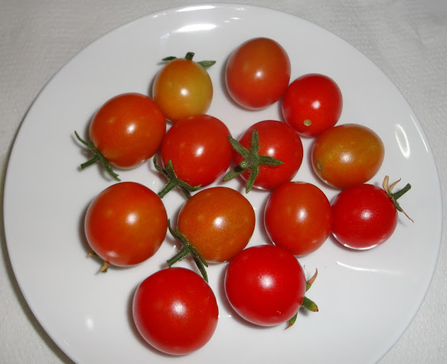  COSECHA DE TOMATES CHERRY 