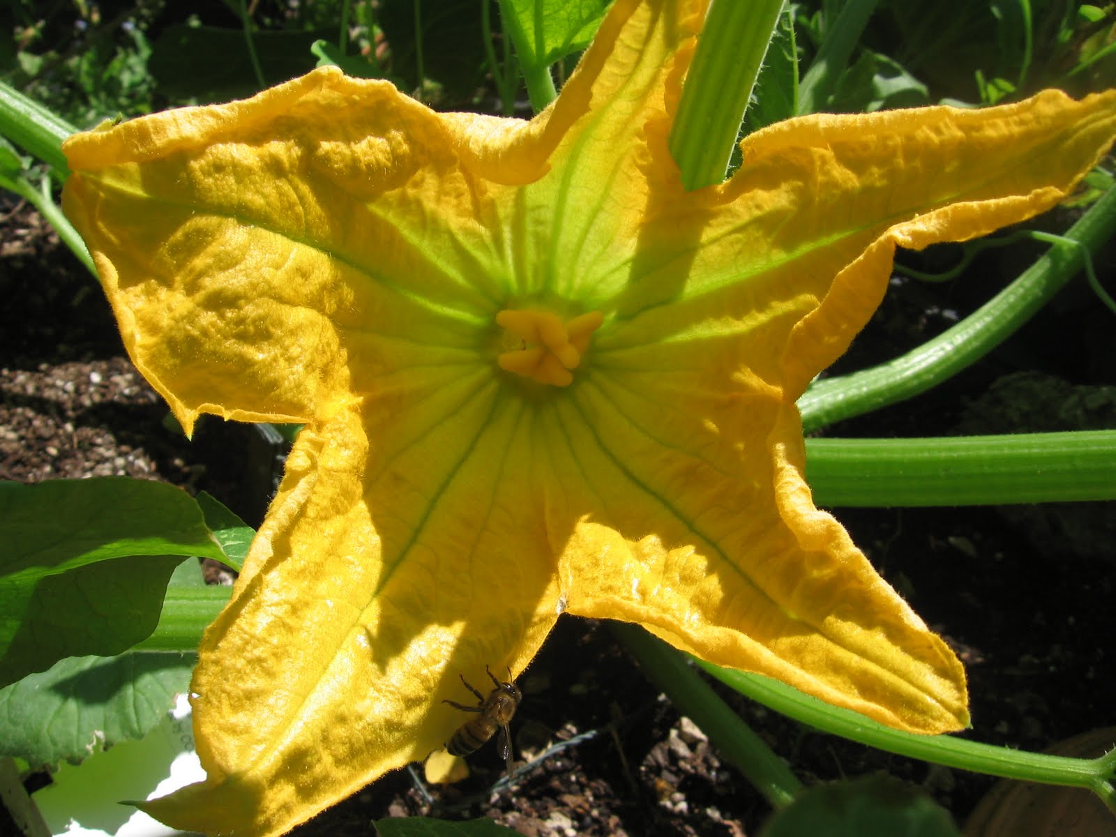 BB's Bountiful Backyard First Zucchini Blossom of 2011
