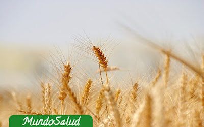 Pan de centeno para cuidar la salud Pan de centeno para cuidar la salud