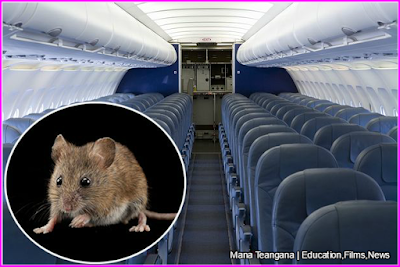 Did You Know: Mouse Delays Emirates Flight