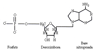 Cienciando: ADN y cromosomas T.5 E.1