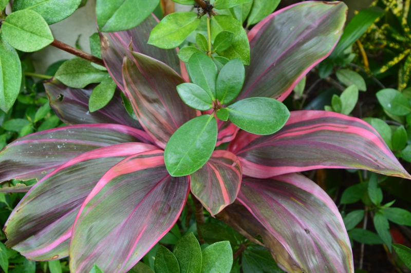 Tropical Breeze is a Sydney tropical garden filled with a wide variety